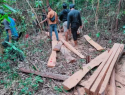 Terciduk Lakukan Penebangan Liar, Dua Pria Bangka Barat Diamankan Sat Reskrim Polres Setempat