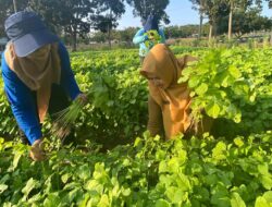 Antusias Warga Sekitar Serbu Hasil Panen Kebun PKK Cikar, Capai Puluhan Kilogram Kangkung dan Bayam