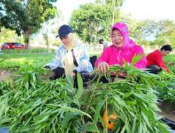 Pj Ketua TP PKK Safriati Coba Layani Langsung Pembeli Hasil Panen Kebun PKK Cikar, Antusias Warga Antre Mulai Jam 7 Pagi
