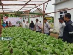 Gandeng Kelompok Lanjut Bestari, PT Timah Bimbing Kelompok Perempuan Pesisir Budidaya Sayuran Hidroponik