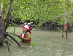 Komitmen Jaga Keseimbangan Ekosistem Lingkungan Pesisir, PT Timah Rutin Lakukan Pemantauan Biota Laut