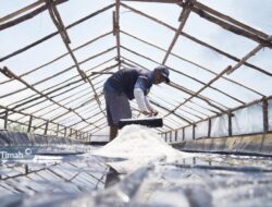 Perjalanan Pemasok Garam di Belitung, KUPS Garam Mudong Lestari Bangkit Berkat Dukungan PT Timah Tbk