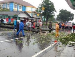 Tindak Cepat Atasi Pohon Tumbang dan Pangkas Pohon Berisiko di Pangkalpinang