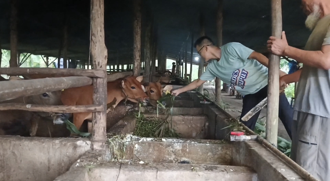 Peternakan Sapi di Dusun Bukit Lintang, Desa Puput, Kecamatan Parittiga, Kabupaten Bangka Barat.