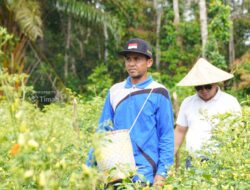 Didukung PT Timah, Gapoktan Sinar Baru Bangka Selatan Andalkan Budidaya Cabai untuk Kesejahteran Petani