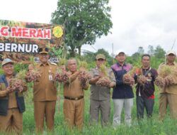 Panen Bawang di Mesu Timur Menjadi Bukti Hortikultura Potensi Besar di Kepulauan Bangka Belitung