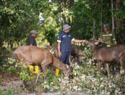 Wujudkan Tambang Berkelanjutan, PT Timah Konsisten Lakukan Reklamasi