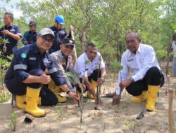Upaya Berkelanjutan Pelestarian Lingkungan, PT Timah Tanam 2500 Bibit Mangrove di Karimun