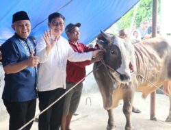 Bupati Beltim Serahkan Sapi Kurban Presiden Prabowo ke Masjid Assalam Desa Baru Manggar