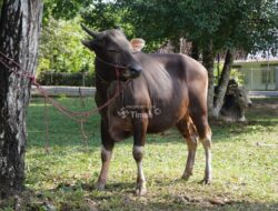 Merawat Kebersamaan Lewat Kurban, PT Timah Akan Sebarkan Ratusan Hewan Kurban pada Idul Adha Tahun Ini