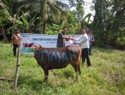 Beberapa Titik Pendistribusian Hewan Kurban ke Pulau dan Desa Terpencil oleh PT Timah Tbk