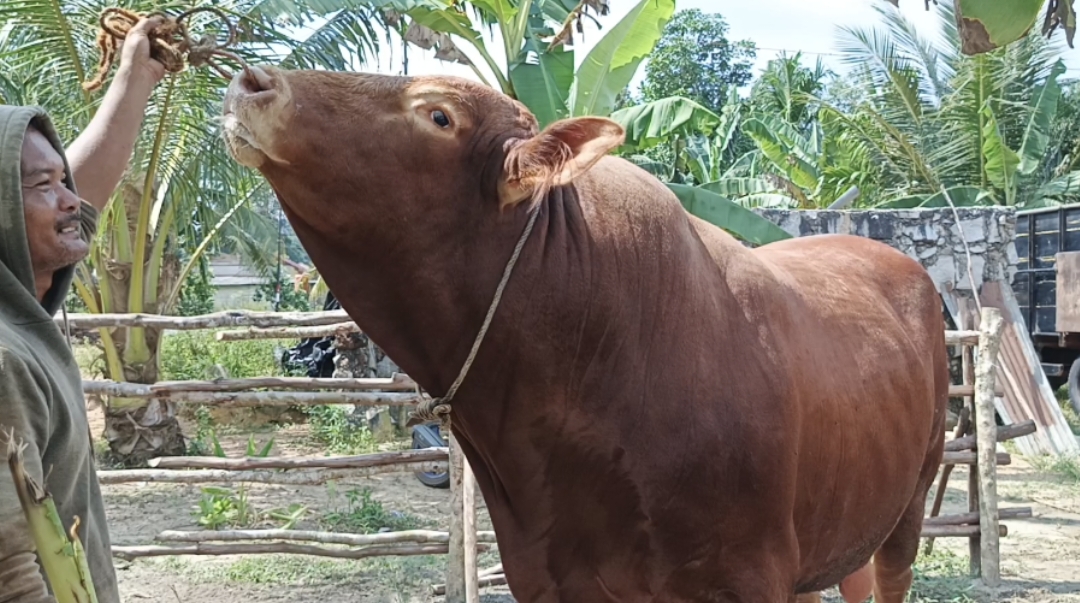 Sapi kurban bantuan Prabowo ke masyarakat Bangka Barat.
