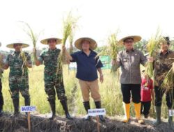 Panen Raya Padi di Dusun Air Asam, Gubernur Optimis Babel Wujudkan Swasembada Pangan