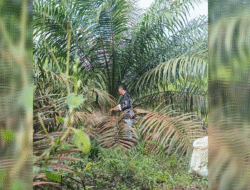 Warga Keluh Daftar Kebun Sawit di Hutan Kawasan Ribet, Pemdes Telak : yang Daftar Harus KK dan KTP Warganya
