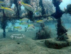 Program Artificial Reef dan Coral Garden, PT Timah Dorong Kelestarian Pesisir dan Hasil Tangkapan Nelayan