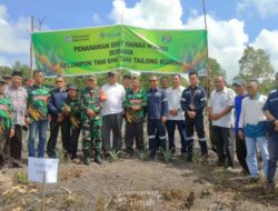 PT Timah Tbk Tanam Lima Puluh Ribu Bibit Nanas di Kundur Bersama Kelompok Tani Bina Tani Tailong