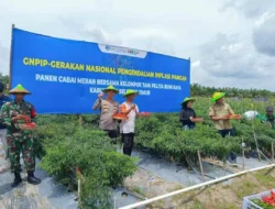 Dukungan Penuh Polri untuk Ketahanan Pangan, Polsek Dendang Panen Raya Cabai Merah GNPIP BI di Belitung Timur