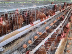 DKPP Bangka Barat: Jumlah Peternak Ayam Broiler Masih Minim