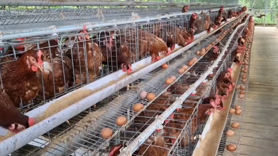 Ayam Broiler.