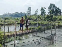 Produksi Ikan Budidaya di Bangka Barat Menurun, Dinas Perikanan Siapkan Langkah Pemulihan