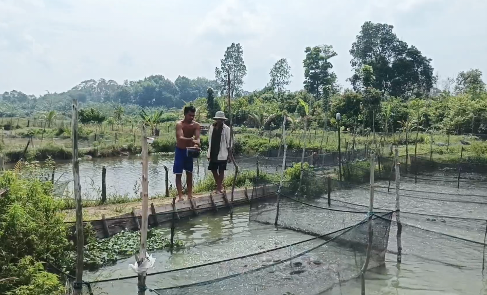 Caption : Tambak Ikan Air Tawar di Dusun Rambat, Desa Sekar Biru, Parittiga, Bangka Barat. (Dok/ Yuranda).