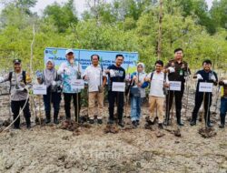 Upaya Jaga Ekosistem Pesisir, PT Timah Tbk Tanam Ribuan Mangrove di Pantai Kobel Kundur