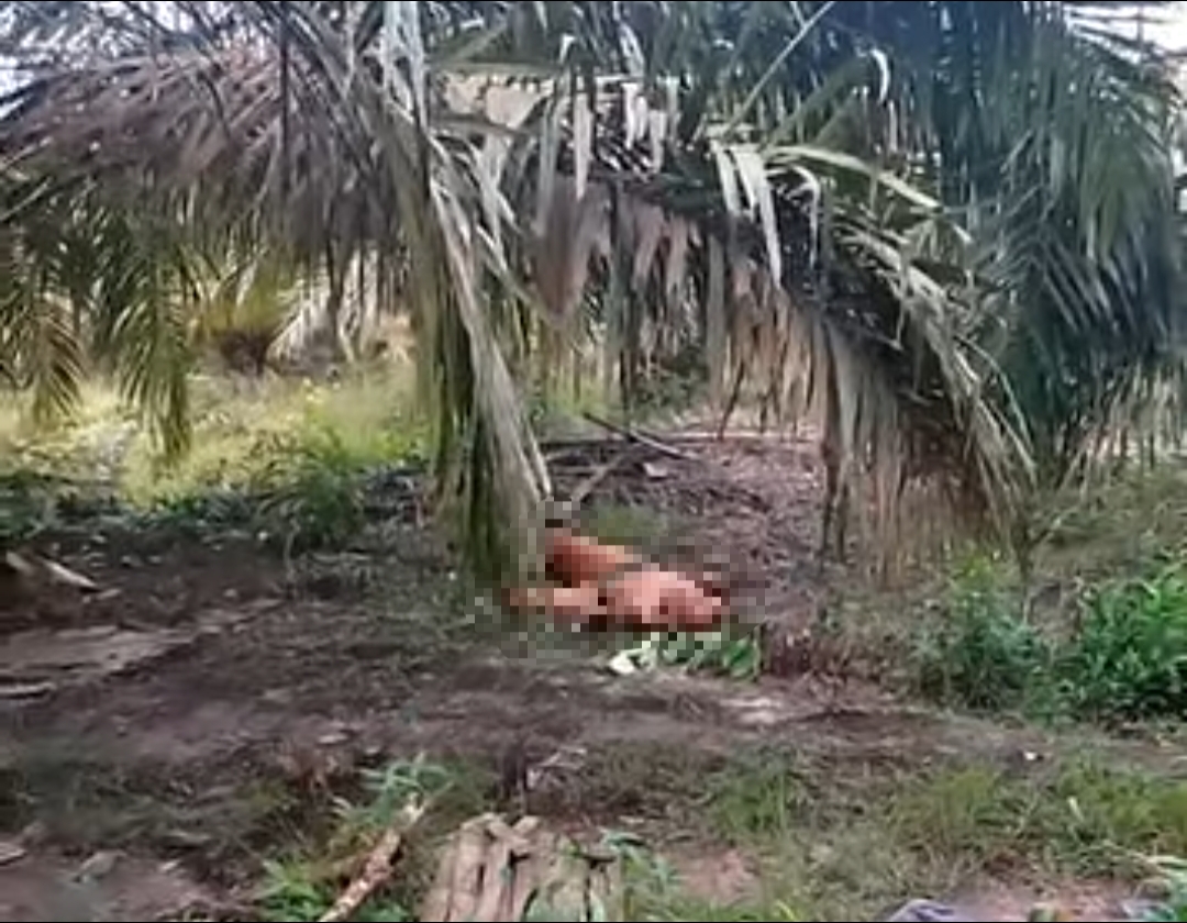 Sosok mayat pria paruh baya ditemukan di Kebun Sawit, Mislak Jebus, Bangka Barat. (Ist)
