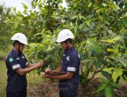 Satu Dekade Tanam 1,4 Juta Pohon di Babel, PT Timah Tbk Konsisten Laksanakan Reklamasi