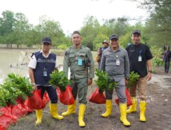 PT Timah Tbk Tanam Belasan Ribu Mangrove di Kundur dan Meranti untuk Jaga Ekosistem Pesisir
