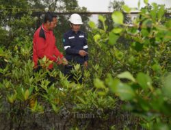 Program Seribu Pohon untuk Negeri, PT Timah Tbk Konsisten Dukung Pelestarian Lingkungan