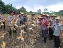 Panen Raya Jagung Serentak di Bakam, Dukung Ketahanan Pangan di Bangka