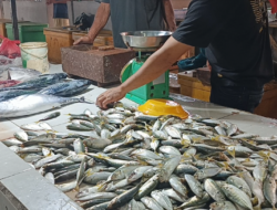 Harga Ikan Laut di Pasar Parittiga Naik Usai Perayaan Tahun Baru 2026