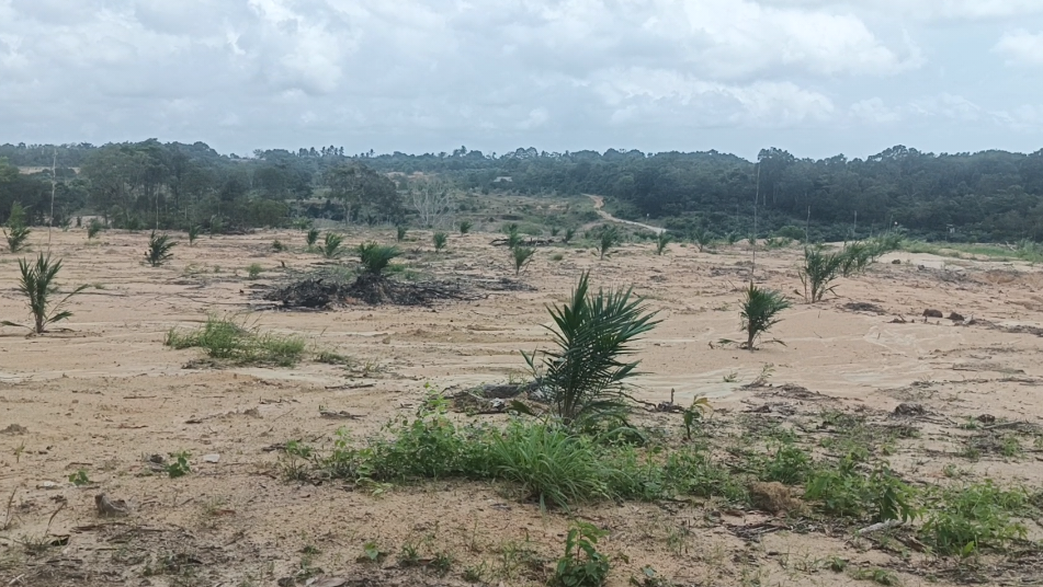 Caption : Ratusan bibit pohon kelapa sawit tumbuh di lahan hutan lindung di belakang Gedung Graha Aparatur Pemerintah Kabupaten Bangka Barat. (Babelhits.com)