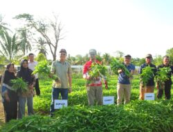 Markus Panen Sayur di Teluk Limau : Tingkatkan Kesejahteraan Petani dan Ekonomi Desa