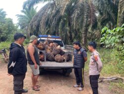 Dua Pria Diamankan Polisi, Diduga Curi TBS Sawit di Area HGU Perusahaan Tempilang