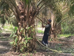 Harga TBS Sawit di Bangka Barat Masih di Bawah Ketetapan Provinsi