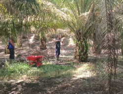 Puluhan Ribu Hektare Sawit Rakyat di Bangka Barat, Produksi Masih Rendah