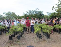 Panen Cabai Bersama, Warga: Kami Sangat Terbantu Program Pak Gubernur Hidayat Arsani