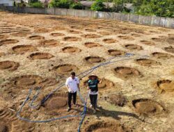 Lahan Kosong di Rumdin Wabup Bangka Barat Disulap Jadi Kebun Produktif