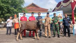 Momen Iduladha dan HUT ke-23 Bangka Barat, PT Timah Berbagi Kebahagiaan Lewat Hewan Kurban