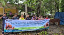 Iduladha 2026, PT Timah Bagikan Puluhan Sapi Kurban di Pulau Belitung