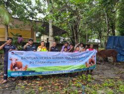 Iduladha 2026, PT Timah Bagikan Puluhan Sapi Kurban di Pulau Belitung