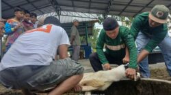 Karyawan PT Timah Gotong Royong Salurkan Daging Kurban untuk Masyarakat di Bangka Barat