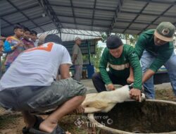 Karyawan PT Timah Gotong Royong Salurkan Daging Kurban untuk Masyarakat di Bangka Barat