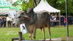 PT Timah Berdayakan Peternak Lokal, Penyaluran Hewan Kurban Beri Dampak Ekonomi bagi Warga