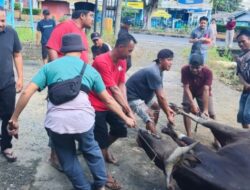 Iduladha 2026, PWI Babel Sembelih 11 Hewan Kurban