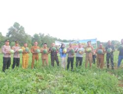 Panen 15 Ton Semangka dari Lahan Kritis, Bupati Bangka Barat Apresiasi Terobosan Kapolres