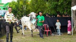PT Timah Salurkan Ratusan Hewan Kurban di Momen Idul Adha, Kepala Daerah Apresiasi Konsistensi Berbagi