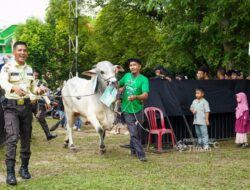 PT Timah Salurkan Ratusan Hewan Kurban di Momen Idul Adha, Kepala Daerah Apresiasi Konsistensi Berbagi