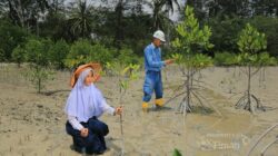 PT Timah Dukung Target Net Zero Emissions 2060, Puluhan Ribu Mangrove Ditanam Sepanjang 2025